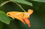 Jewelweed